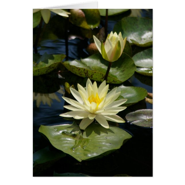 Weiße Lotus-Wasserlilie (Vorne)