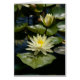Weiße Lotus-Wasserlilie (Vorne)