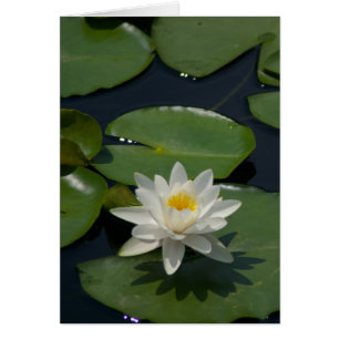 Weiße Lotus-Wasserlilie