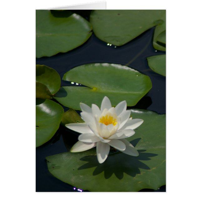 Weiße Lotus-Wasserlilie (Vorne)