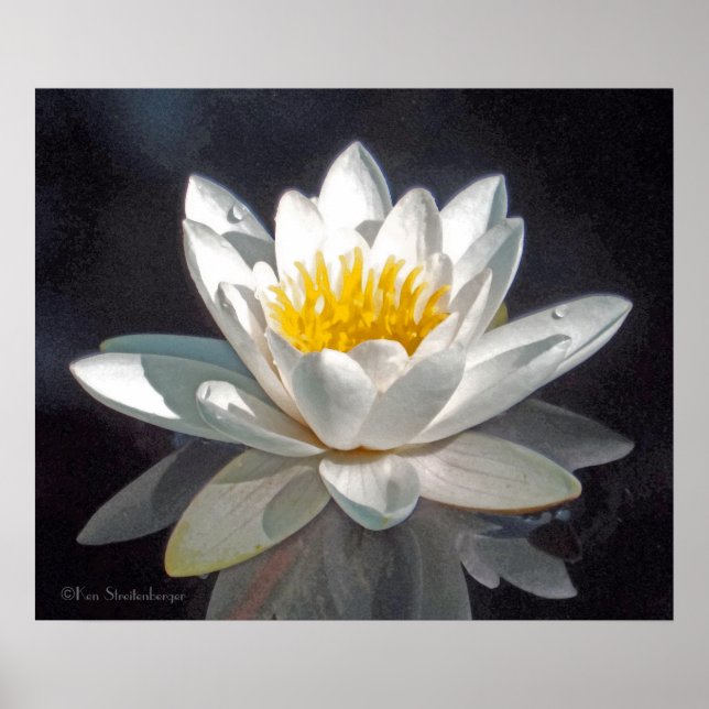 WEIßE LOTUSBLÜTE UND REFLEXION POSTER (Vorne)
