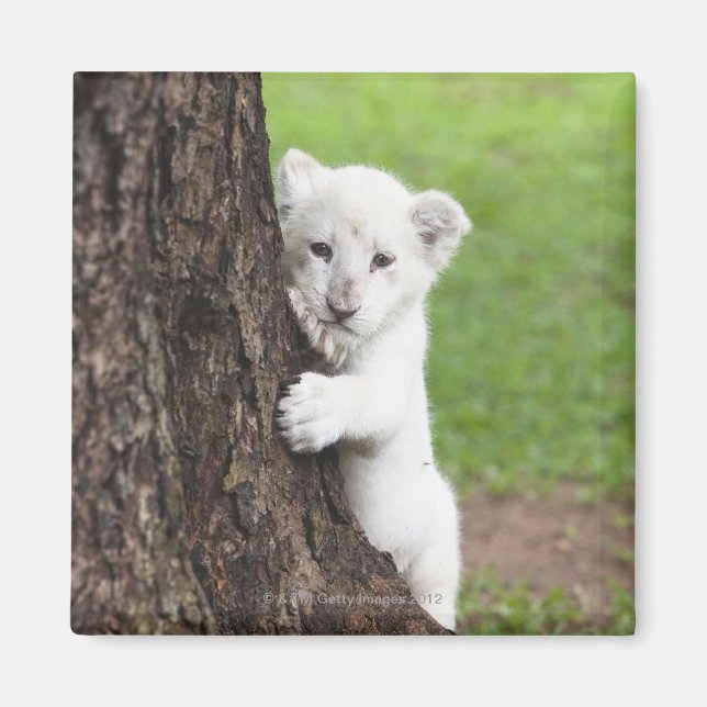 Weiße Löwenkube, die sich hinter einem Baum verste Magnet (Vorne)
