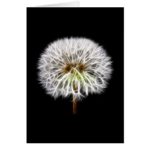 Weiße Löwenzahn-Blumen-Pflanze