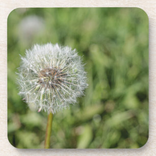 Weiße Löwenzahnblüte auf grünem Gras Getränkeuntersetzer