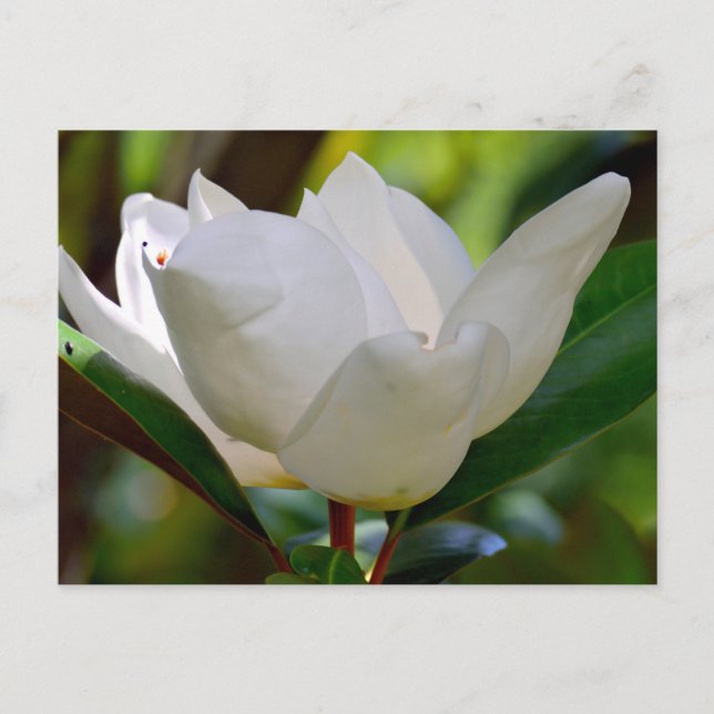 Weiße Magnolia-Blume blüht Postkarte (Vorderseite)