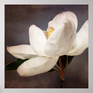 Weiße Magnolia Blume Blumenstrauß Blume Grau Poster