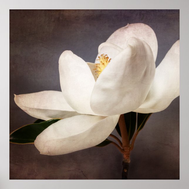 Weiße Magnolia Blume Blumenstrauß Blume Grau Poster (Vorne)