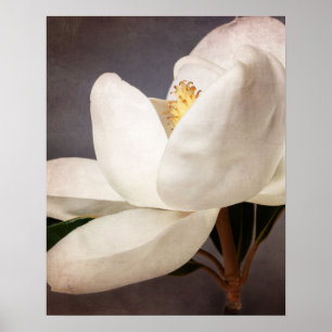 Weiße Magnolia Blume Blumenstrauß Blume Grau Poster
