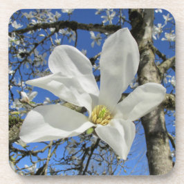 Weiße Magnolia-Blume in Bäumen. Getränkeuntersetzer