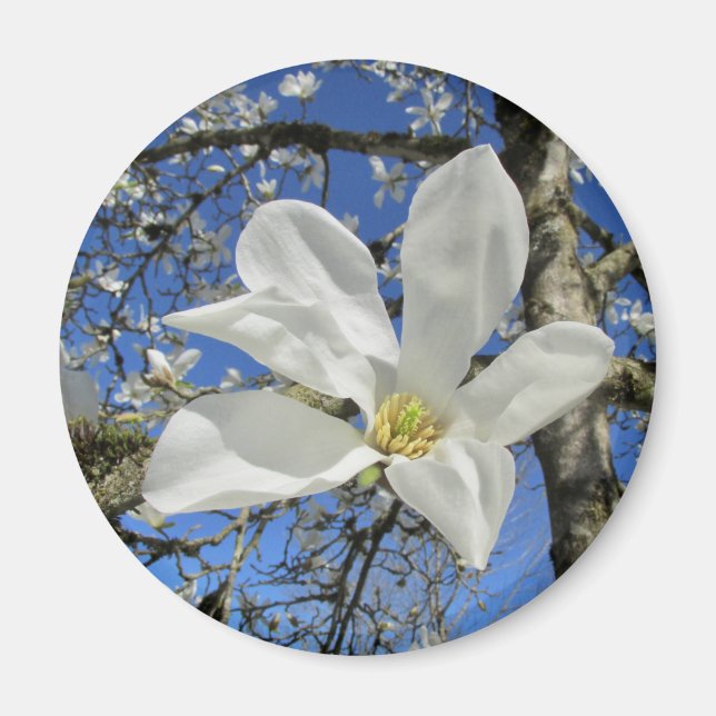 Weiße Magnolia-Blume in Bäumen. Magnet (Vorne)