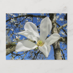 Weiße Magnolia-Blume in Bäumen. Postkarte