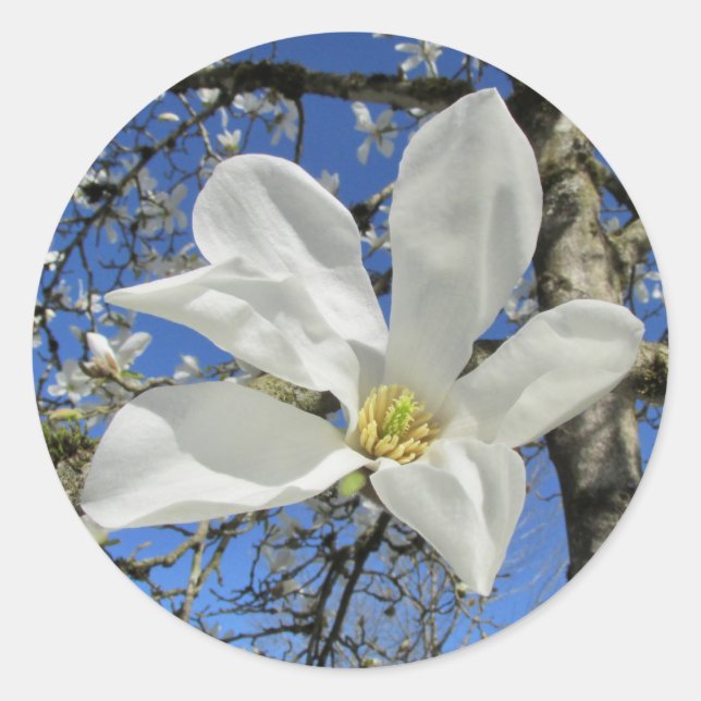 Weiße Magnolia-Blume in Bäumen. Runder Aufkleber (Vorderseite)