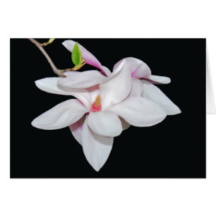 Weiße Magnolie