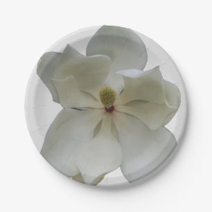 Weiße Magnolie auf Pappteller