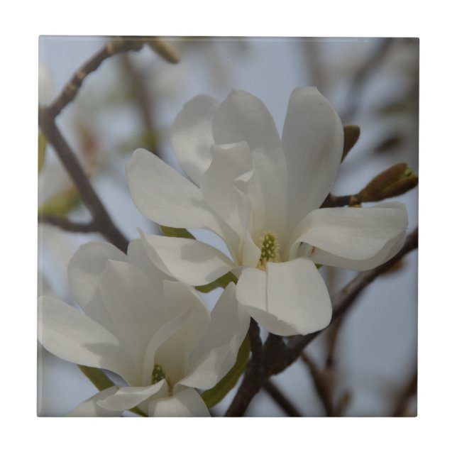 Weiße Magnolie Blühen im Frühling Fliese (Vorderseite)
