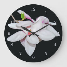 Weiße Magnolie