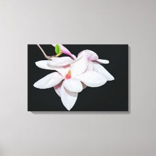 Weiße Magnolie Leinwanddruck