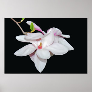 Weiße Magnolie Poster