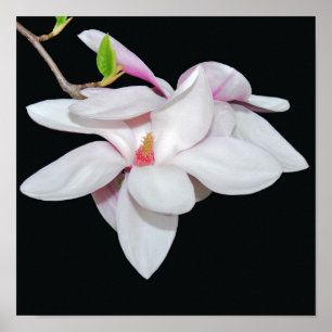 Weiße Magnolie Poster