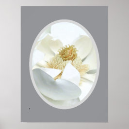 Weiße Magnolie Poster