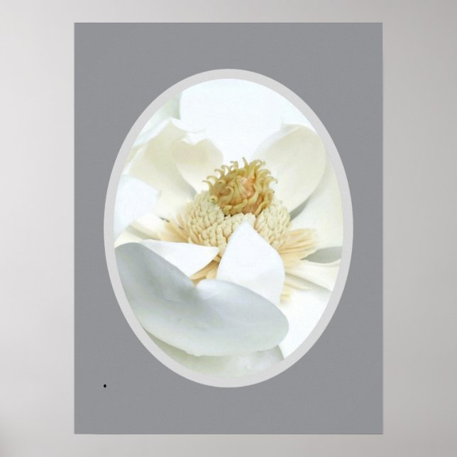                          Weiße Magnolie            Poster (Vorne)