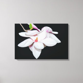 Weiße Magnolien Leinwanddruck