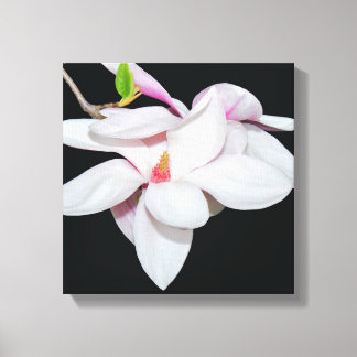Weiße Magnolien Leinwanddruck