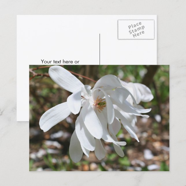 Weiße Magnolienblüte Personalisiert Postkarte (Vorne/Hinten)