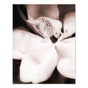 Weiße Magnolische Blume Schwarzer Hintergrund Abs Fotodruck