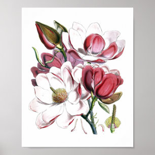 Weiße Magnolische Blume Vintag Alte Illustration Poster