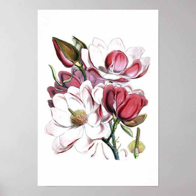 Weiße Magnolische Blume Vintag Alte Illustration Poster (Vorne)