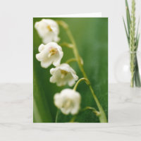 Weiße Maiglöckchen (Convallaria majalis)