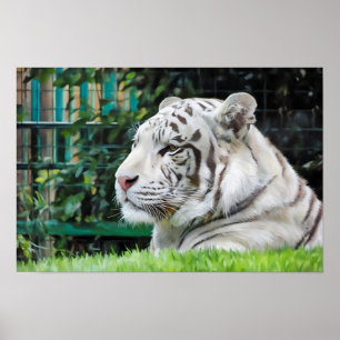 Weiße Majestät - Die Erhaltung der Wildtiere Poster