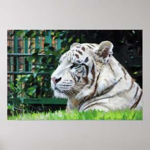 Weiße Majestät - Die Erhaltung der Wildtiere Poster