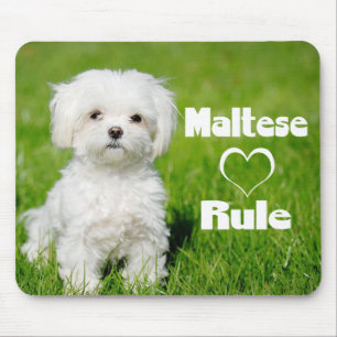 Weiße maltesische Welpenhunde-Liebe Mousepad