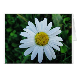 Weisse Margerite