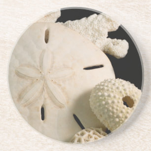 Weiße Meeresmuscheln und Sand-Dollar Getränkeuntersetzer