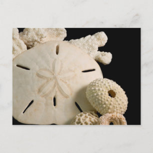 Weiße Meeresmuscheln und Sand-Dollar Postkarte