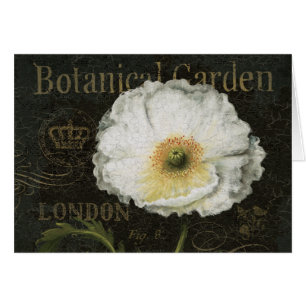 Weiße Mohnblumen-Blüte