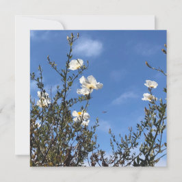 Weiße Mohnblumen gegen den Himmel Grußkarte Einladung