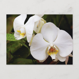 Weiße Mond-Orchidee (Phalaenopsis Aphrodite) Postkarte