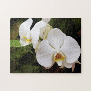 Weiße Mond-Orchidee (Phalaenopsis Aphrodite) Puzzle