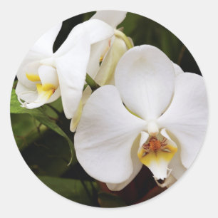 Weiße Mond-Orchidee (Phalaenopsis Aphrodite) Runder Aufkleber