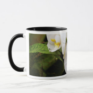Weiße Mond-Orchidee (Phalaenopsis Aphrodite) Tasse
