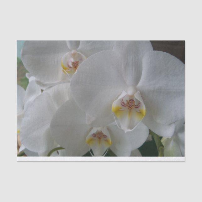 Weiße Mottenorchideen auf Papiertaschentuch Seidenpapier (Vorderseite)