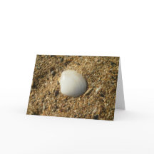 Weiße Muschel am Strand