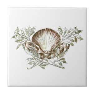 Weiße Muschel Fliese