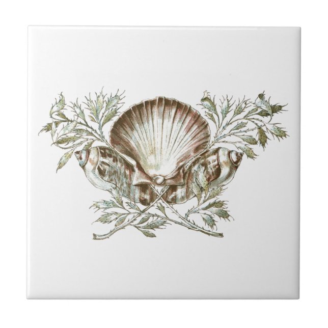Weiße Muschel Fliese (Vorderseite)