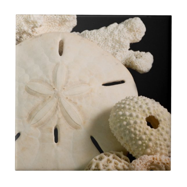 Weiße Muscheln und Sand Dollar Fliese (Vorderseite)