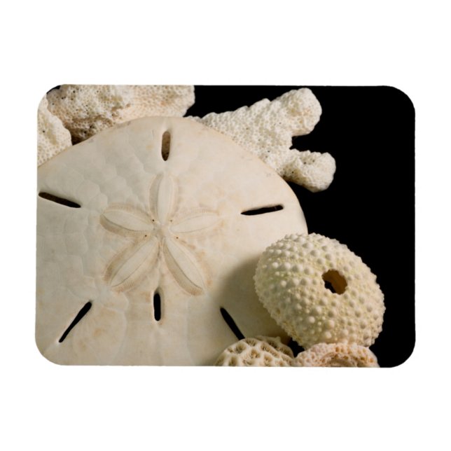 Weiße Muscheln und Sand Dollar Magnet (Horizontal)